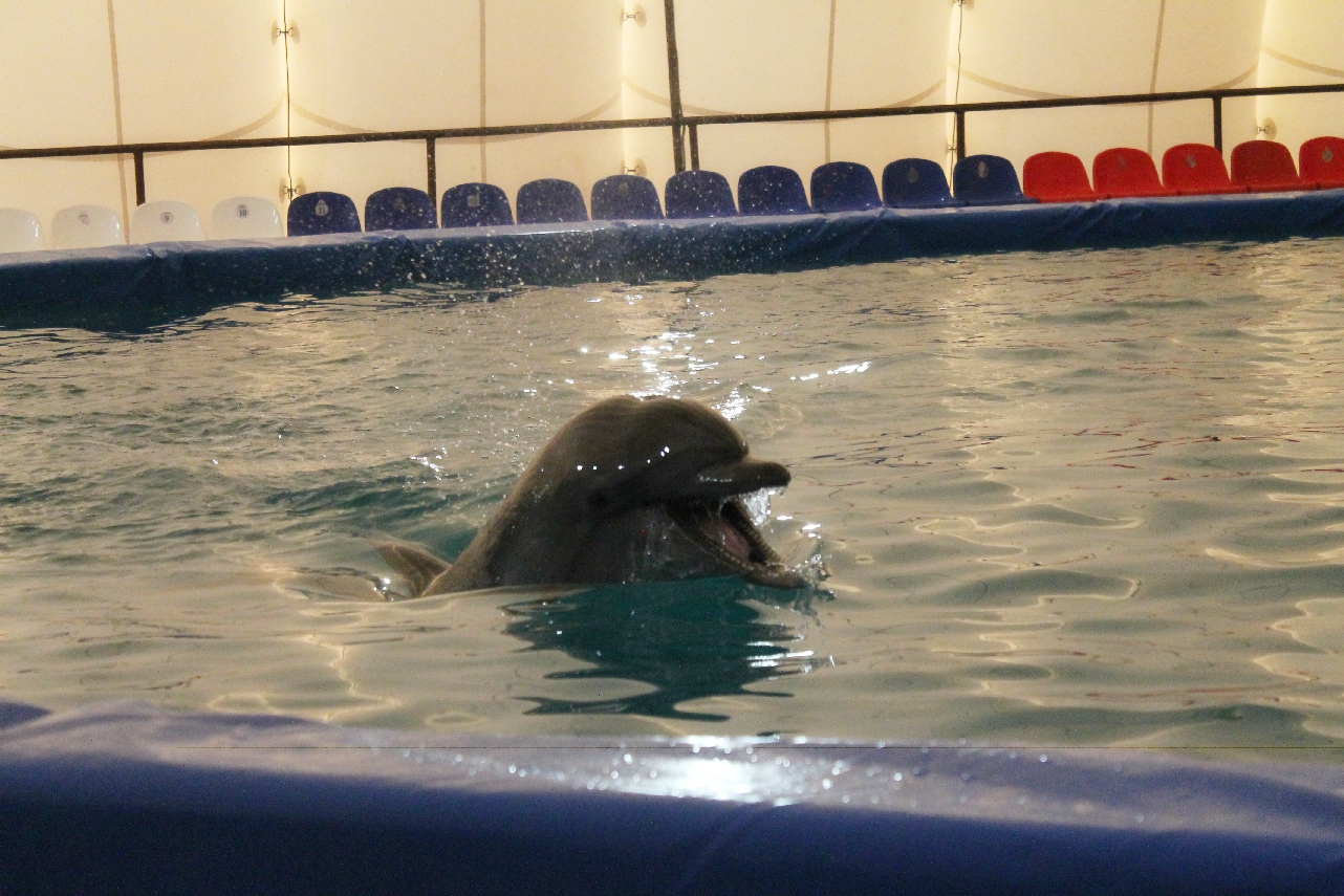 Дельфинарий Екатеринбург